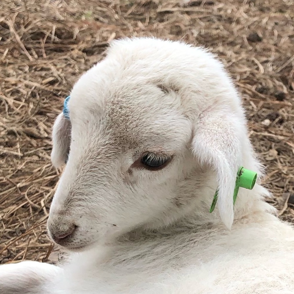 Meet your Posher, Carson